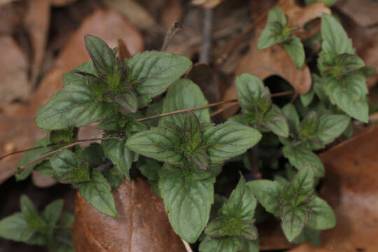 Image of eastern beebalm