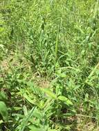 Image of fourleaf milkweed