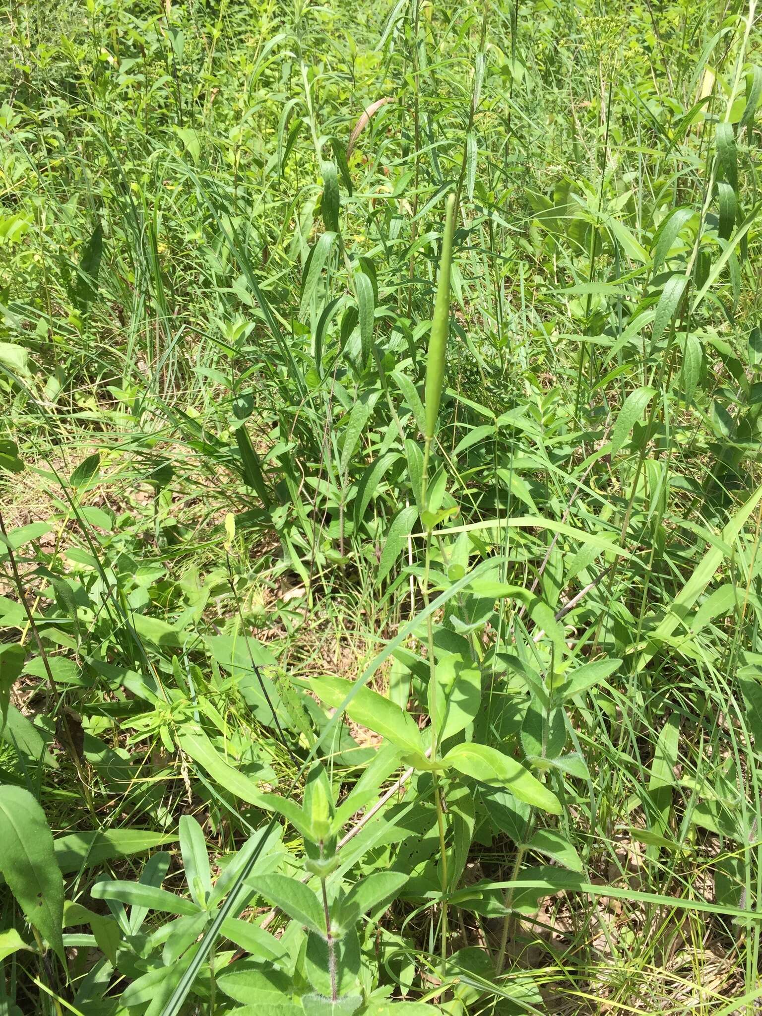 Image of fourleaf milkweed