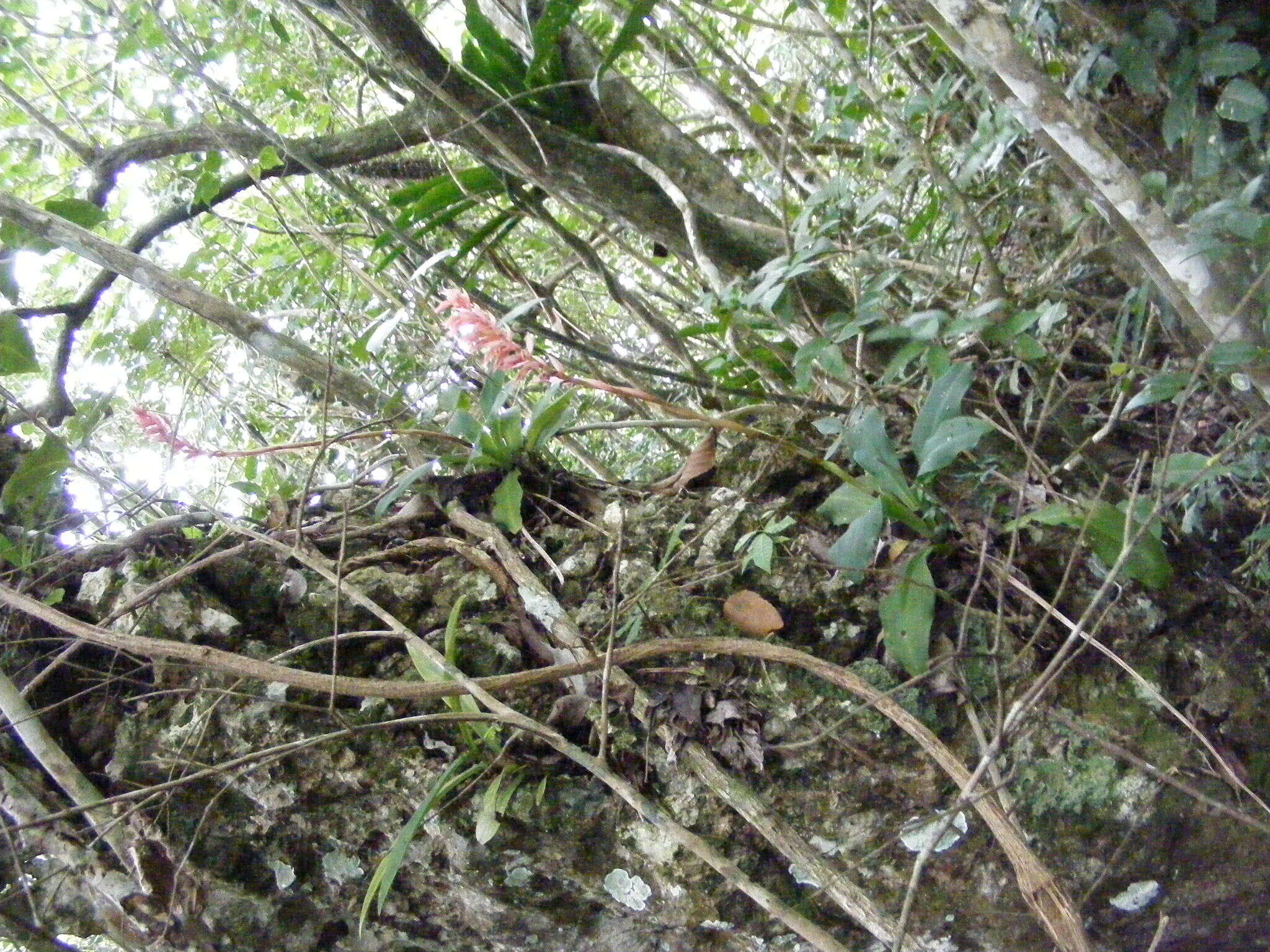 Image de Stenorrhynchos speciosum (Jacq.) Rich.