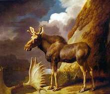 Image of North American Elk