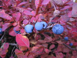 Image of alpine bilberry