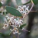 Image de Hakea pandanicarpa R. Br.