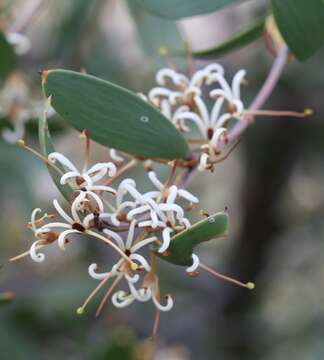 Image of Hakea pandanicarpa R. Br.