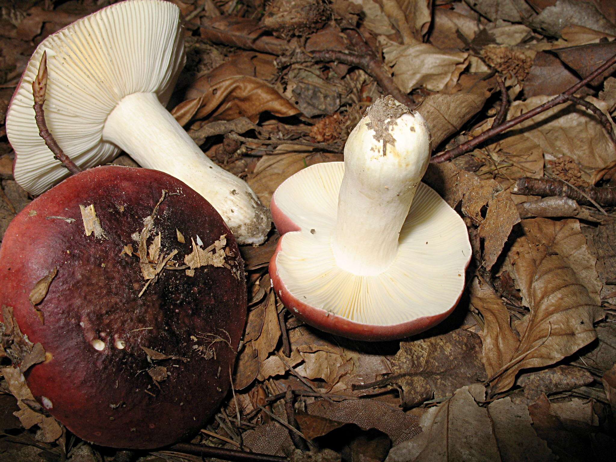 Image de Russula atropurpurea (Krombh.) Britzelm. 1893