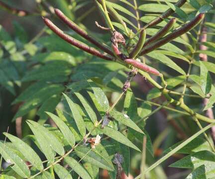 Plancia ëd Senna sophera (L.) Roxb.