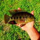 Image of Black Mangrove Cichlid