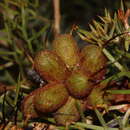 Image of Grevillea armigera Meissn.