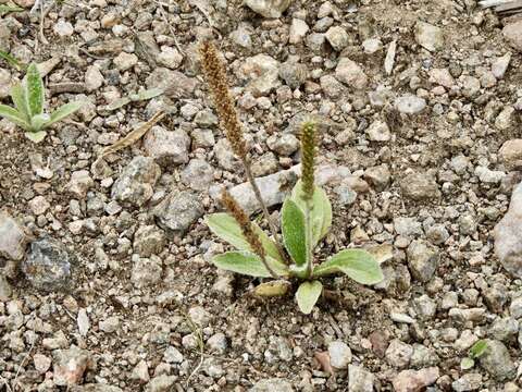 Image of Plantago tomentosa Lam.