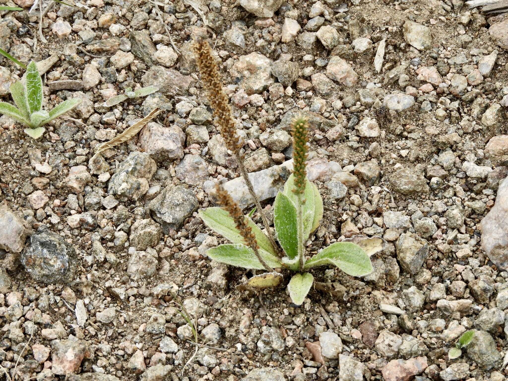 صورة Plantago tomentosa Lam.