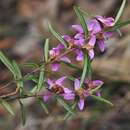 Image of Boronia hapalophylla Duretto, F. J. Edwards & P. G. Edwards