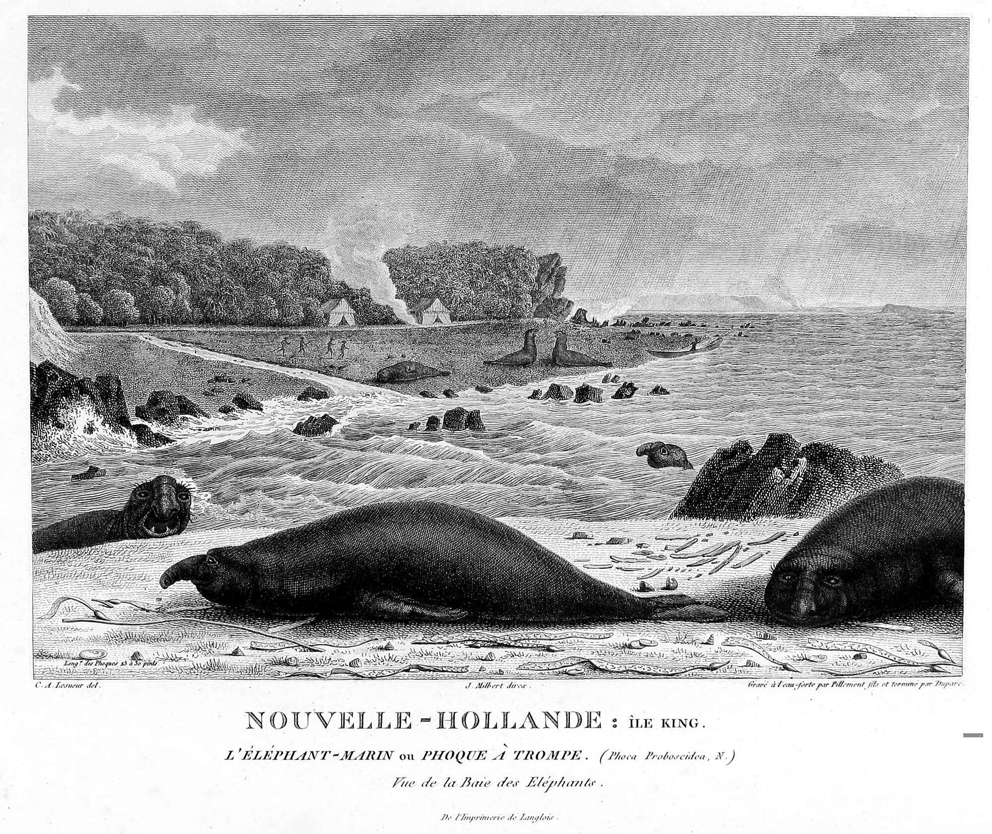 Image of South Atlantic Elephant-seal