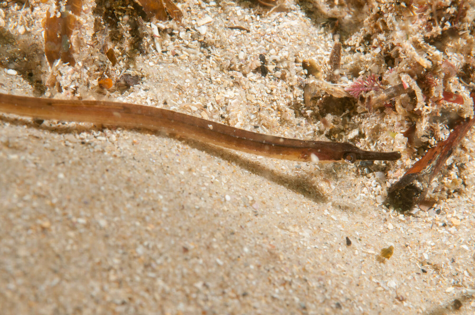 Image of Mother-of-pearl pipefish