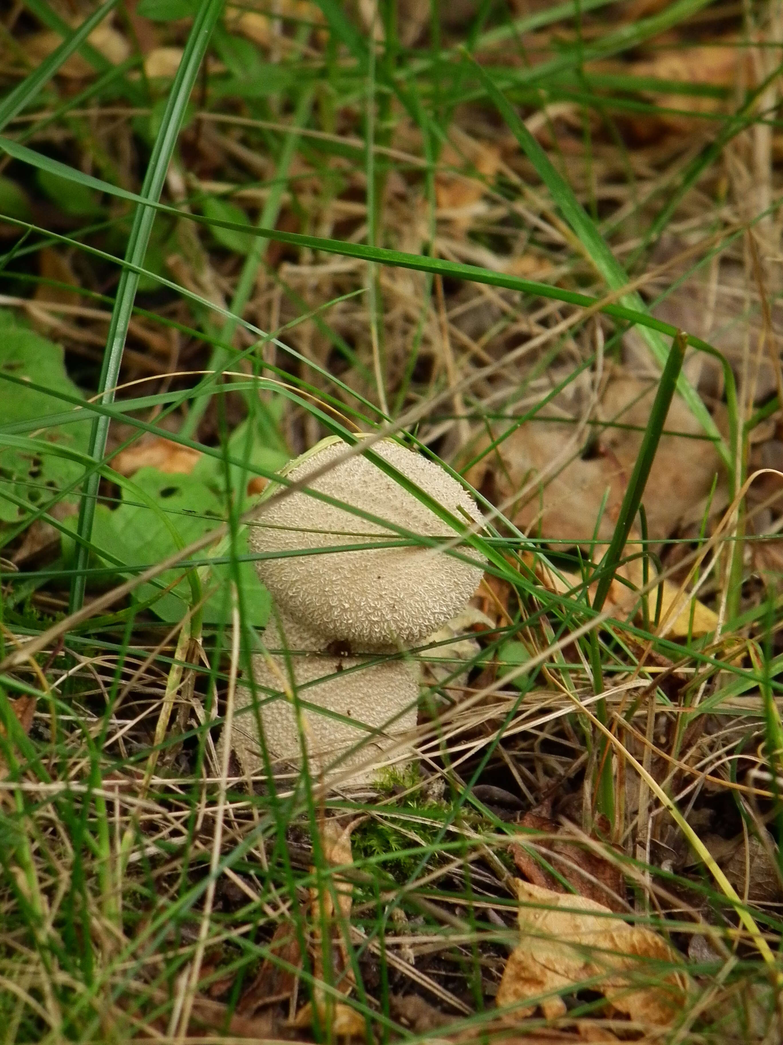 Imagem de Lycoperdon perlatum Pers. 1796