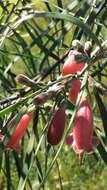 Слика од Eremophila longifolia (R. Br.) F. Muell.