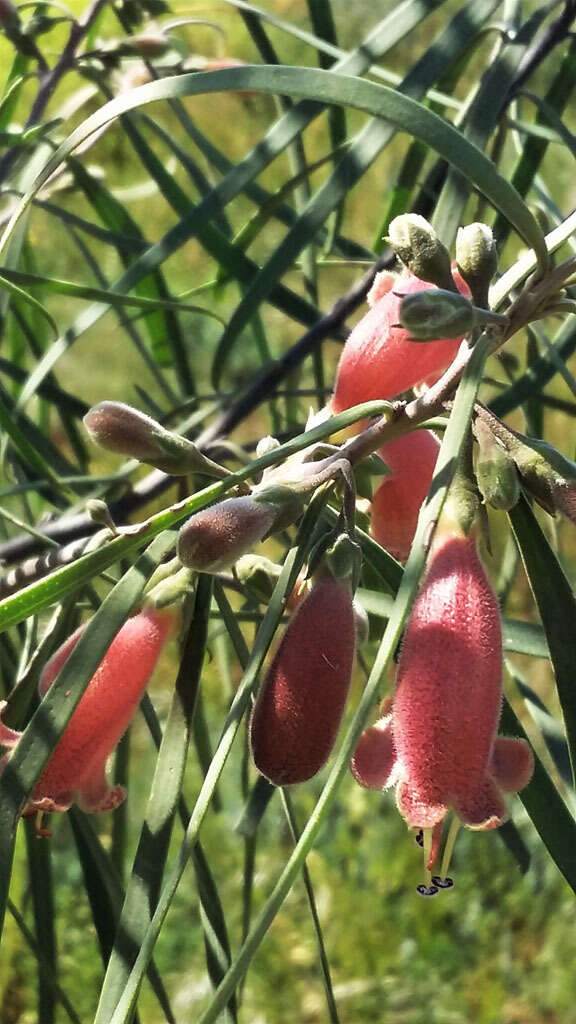 Image of Eremophila longifolia (R. Br.) F. Muell.