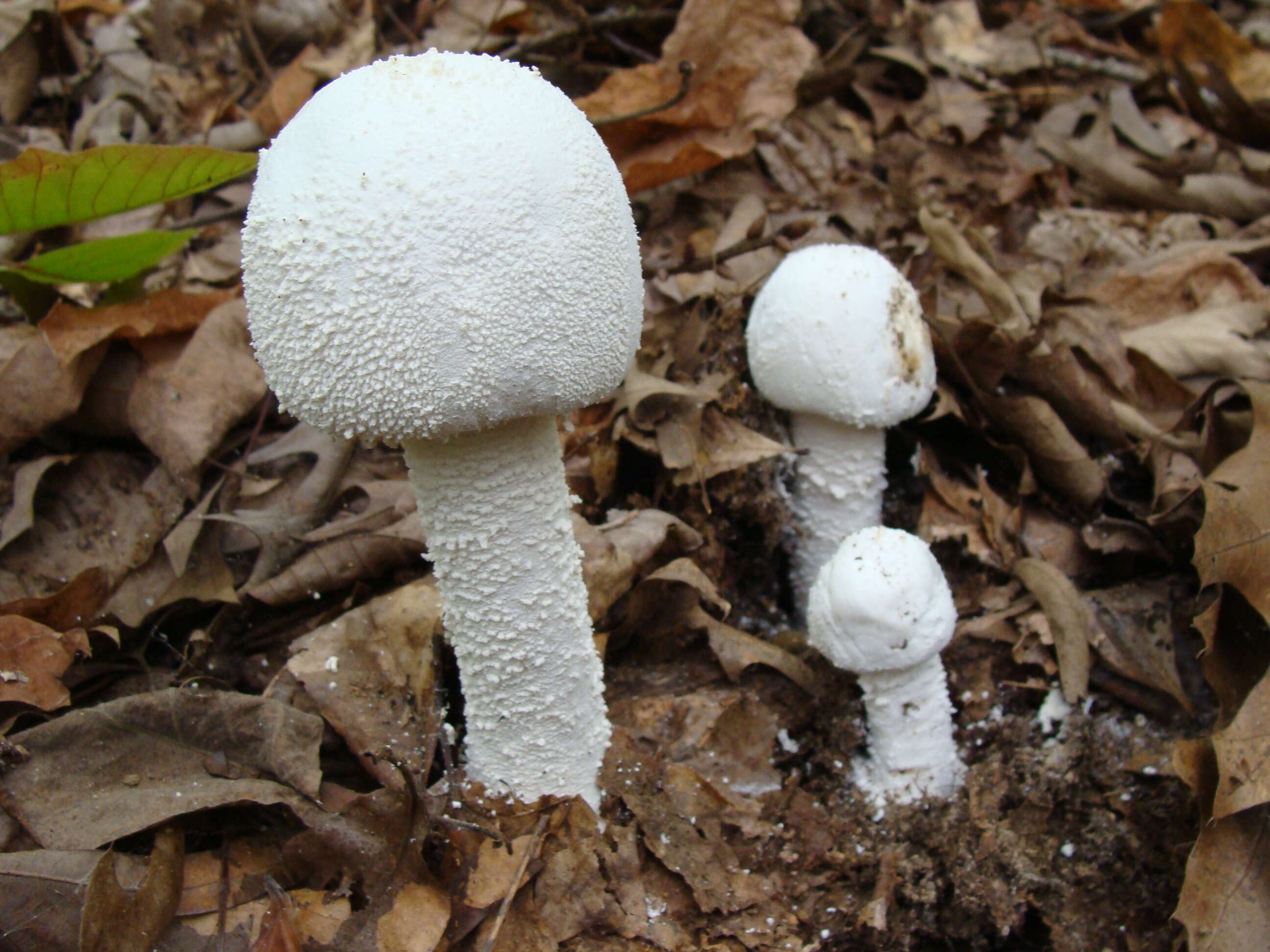 Imagem de Amanita polypyramis