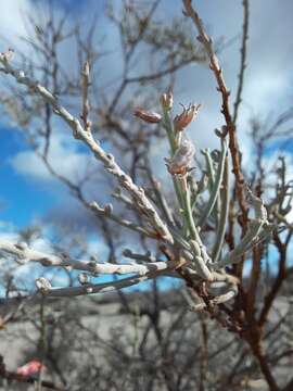 Image of Bulnesia chilensis C. Gay