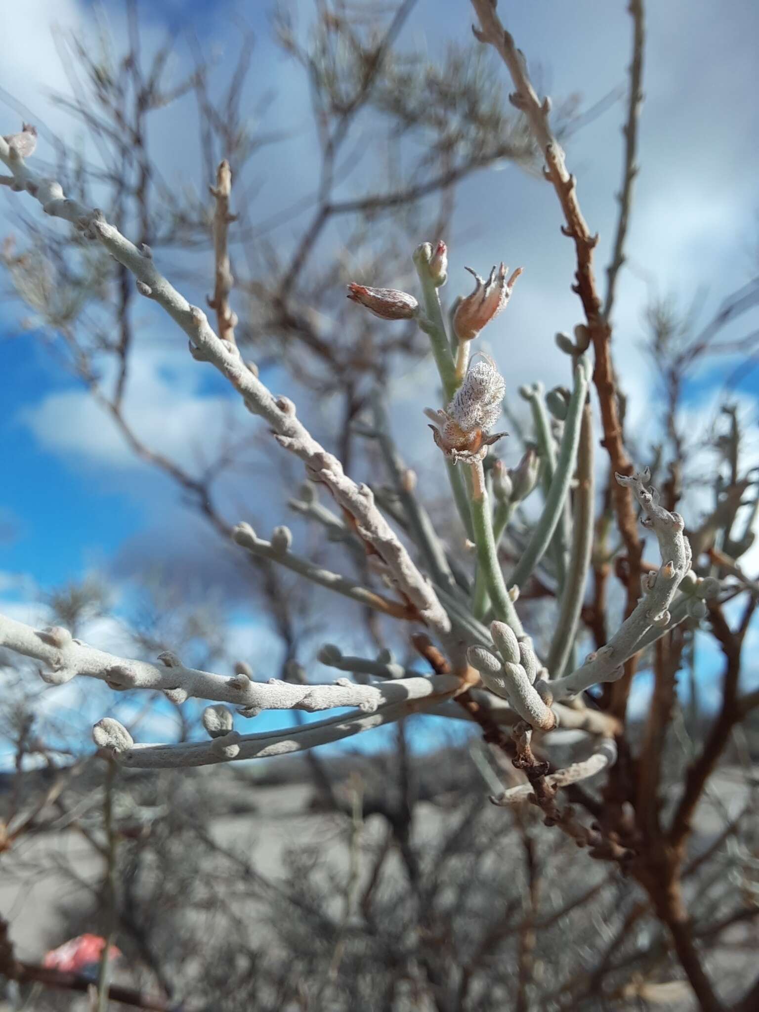 Sivun Bulnesia chilensis C. Gay kuva