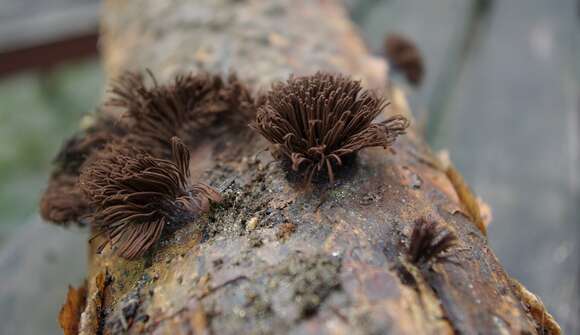 Image of Stemonitis fusca