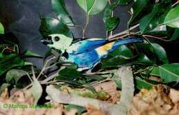 Image of Seven-colored Tanager