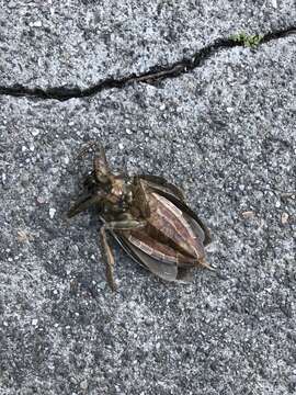 Image of Giant Water Bug