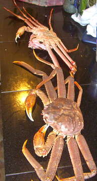 Image of Bairdi crab