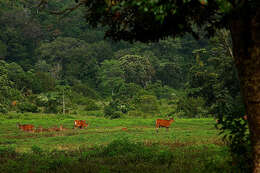 Image of Banteng