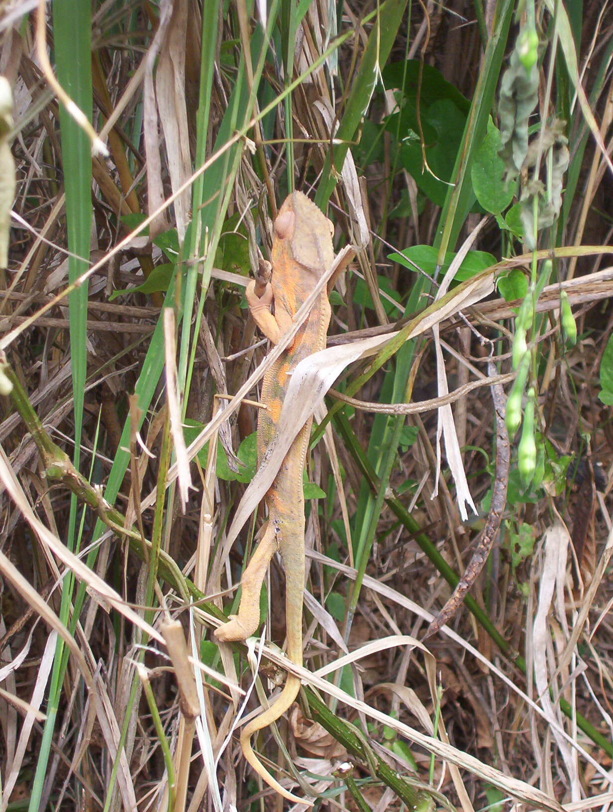 Image of Panther Chameleon