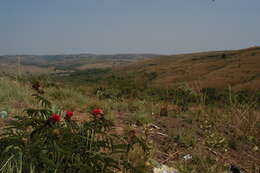 Image of Calliandra dysantha Benth.