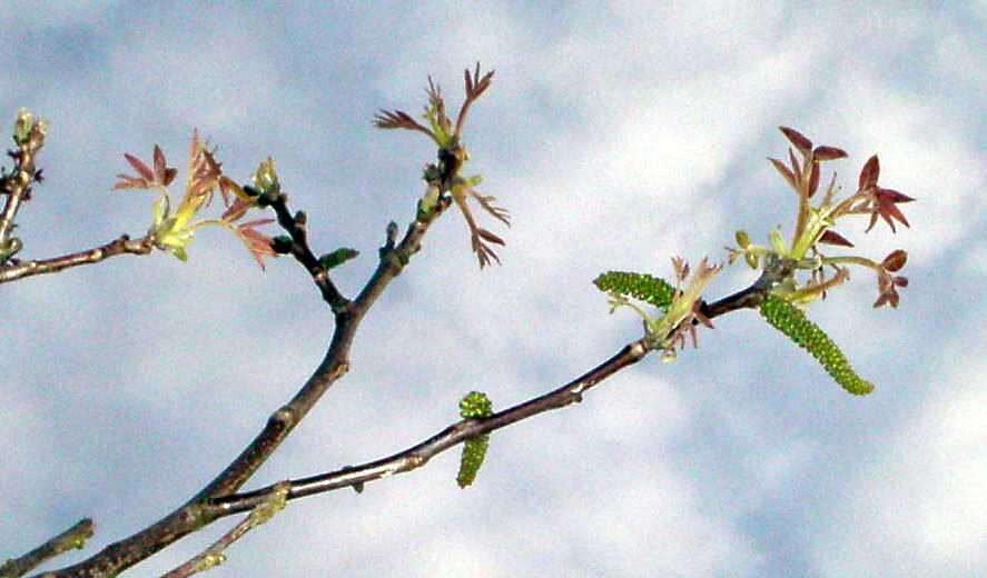 Image of Common walnut