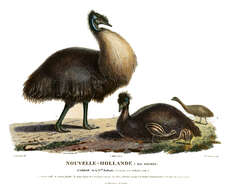 Image of Dwarf Cassowary