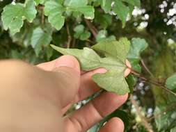 Image of Ampelopsis heterophylla (Thunb.) Siebold & Zucc.