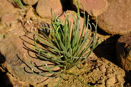 Imagem de Albuca viscosa L. fil.