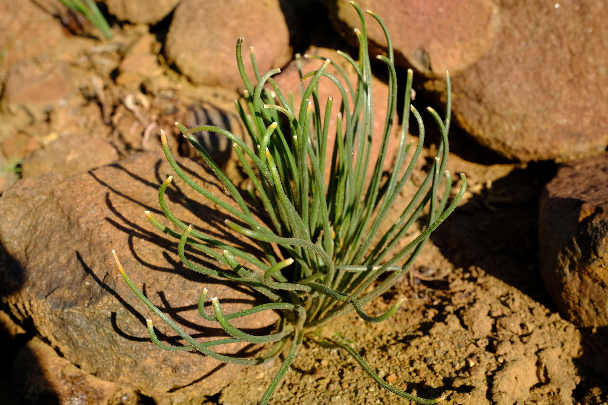 Imagem de Albuca viscosa L. fil.