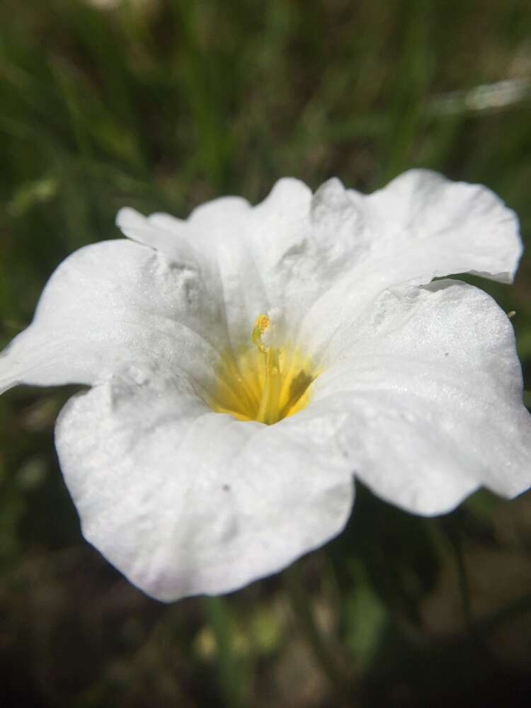 Image of Nierembergia rivularis Miers