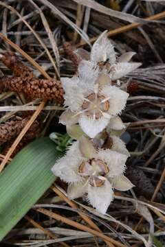 صورة Calochortus westonii Eastw.