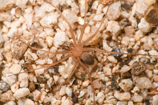 Image of Desert Recluse