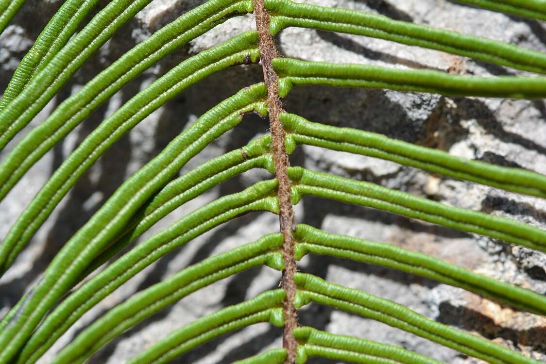 Image of Long-Leaf Brake