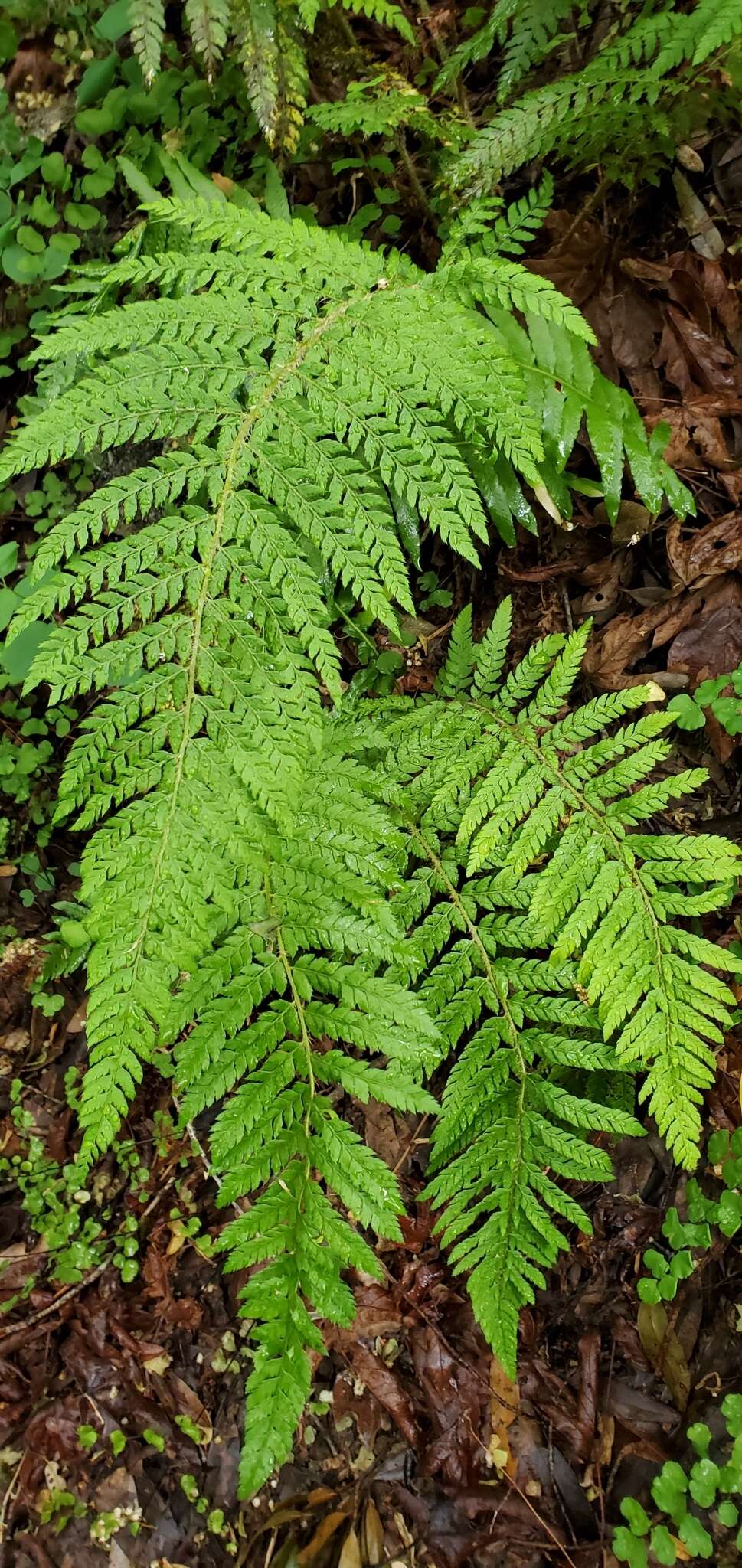 Sivun Polystichum dudleyi Maxon kuva