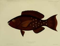 Imagem de Scarus altipinnis (Steindachner 1879)