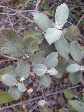 Image de Sabicea brasiliensis Wernham