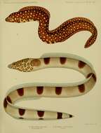 Image of Napoleon snake eel
