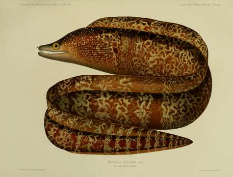 Image of Dark Moray