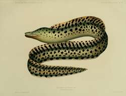 Image of Dark Moray