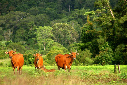 Bos javanicus d'Alton 1823 resmi