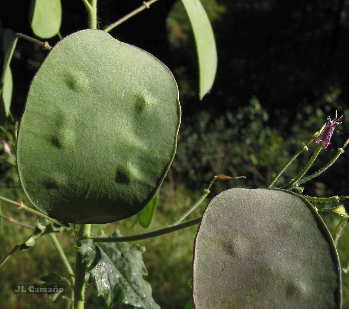 Image of Lunaria annua subsp. annua