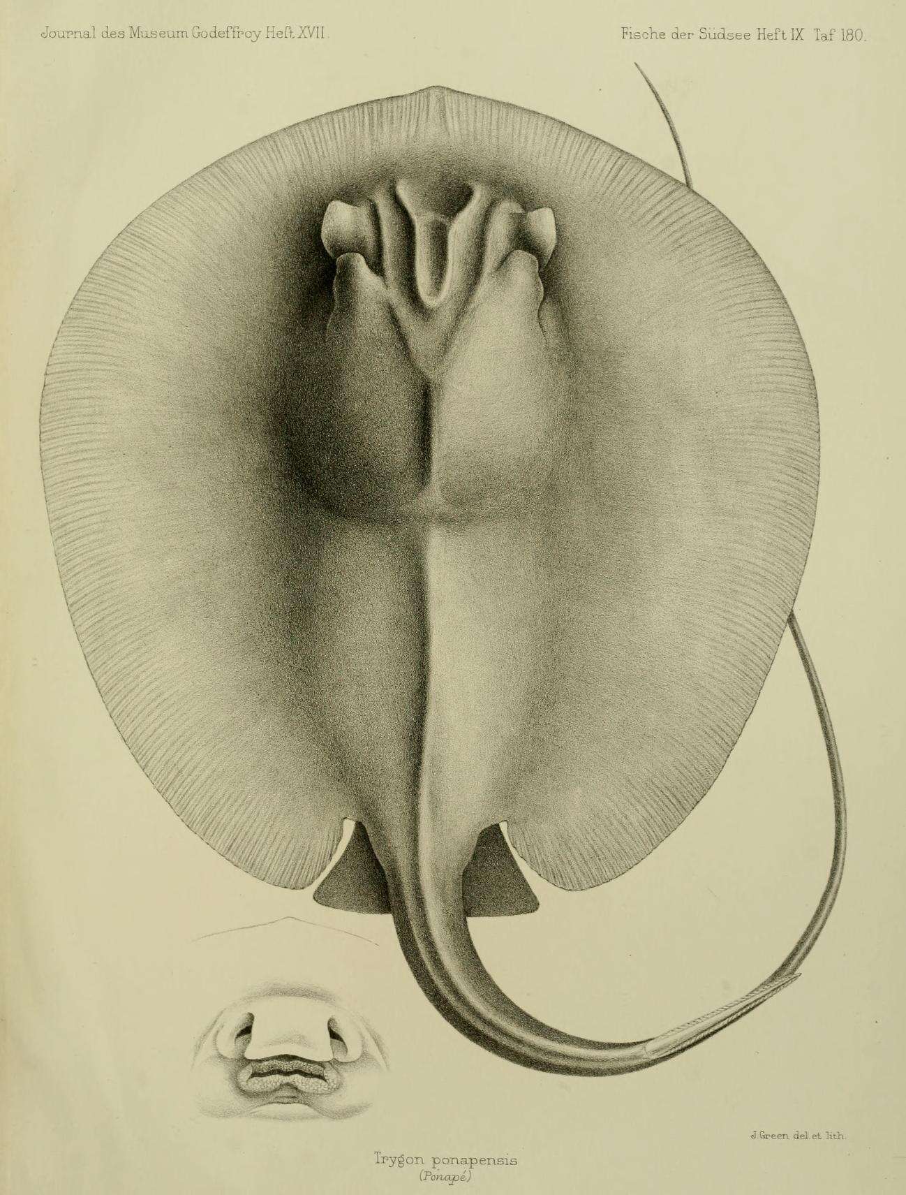 Imagem de Urogymnus granulatus (Macleay 1883)