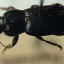 Слика од Harpalus (Harpalus) attenuatus Stephens 1828