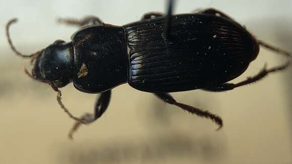 Слика од Harpalus (Harpalus) attenuatus Stephens 1828